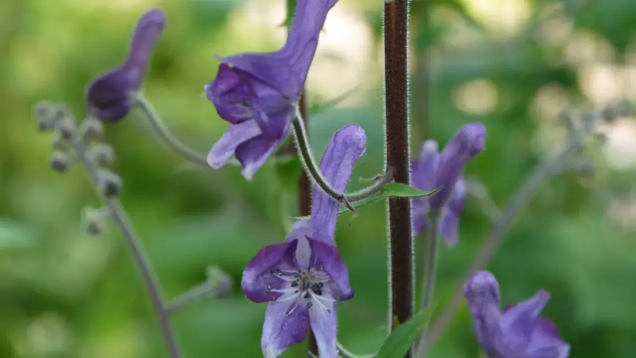 Vackra lila blommor, men var försiktig, detta är stormhatt giftig.