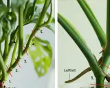 Detaljerad bild som visar hur man tar en monstera stickling. Röda linjer markerar var man ska klippa för att få en lyckad stickling.