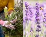En person med blomstrande handskar klipper lavendel. En bi surrar bland lavendelblommorna.