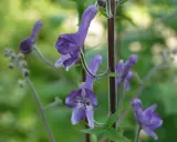 Vackra lila blommor, men var försiktig, detta är stormhatt giftig.