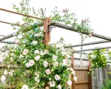 A climbing rose with pale pink flowers is trained on a wooden pergola.