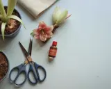 Förberedelser för att spara amaryllis: en blomma, en knopp, en kruka med växt, en liten flaska och en sax ligger på en ljus yta.