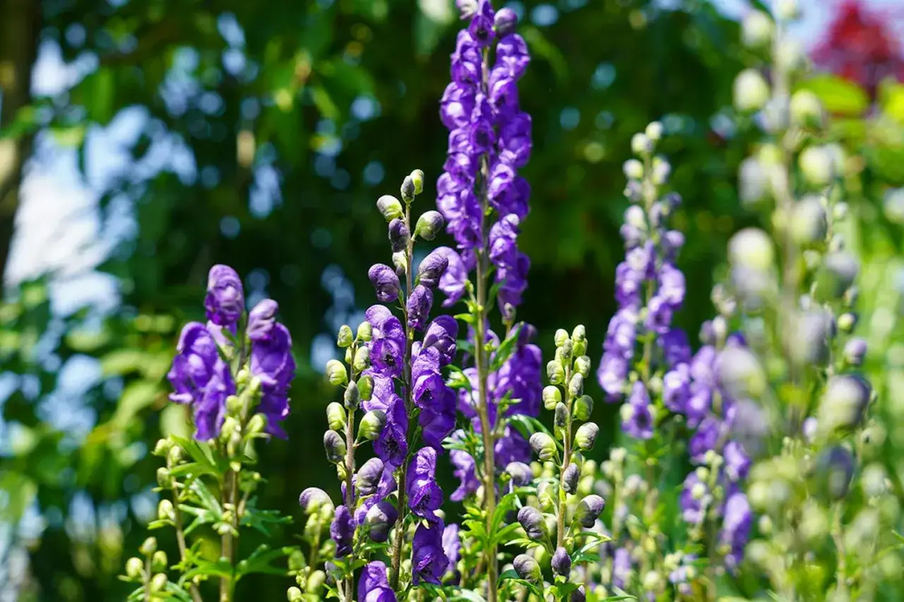 Vackra lila blommor, stormhatt giftig, växer i en trädgård.