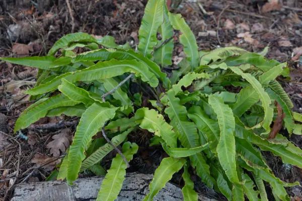 En frodig ormbunke utomhus, med sina karaktäristiska, vågiga blad som sträcker sig mot marken.