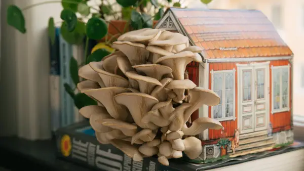 En stor klase ostronskivling växer framför en miniatyr av ett rött hus. En vacker demonstration av hur man kan odla svamp hemma.
