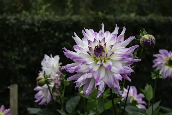 En stor, vit dahlia med lila kanter blommar i den rika jorden till dahlior. En knopp anas bredvid.