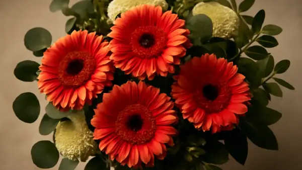 En bukett med lysande orange gerbera blommor, omgiven av gröna blad och fluffiga vita blommor.