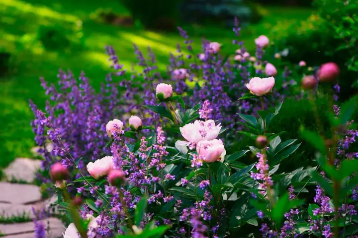 En lummig trädgård där man valt att odla blommor med rosa pioner och lila lavendel.